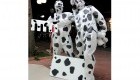 Dalmatians